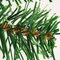 18" inchTabletop Artificial Mini Christmas Pine Tree with LED Lights (Green) 12"D x 12"W x 18"H